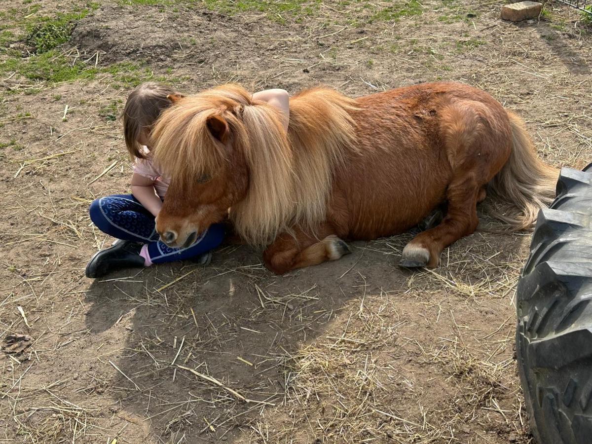 Fewo Im Reit- Und Ponyparadies Roos Halle  Zewnętrze zdjęcie