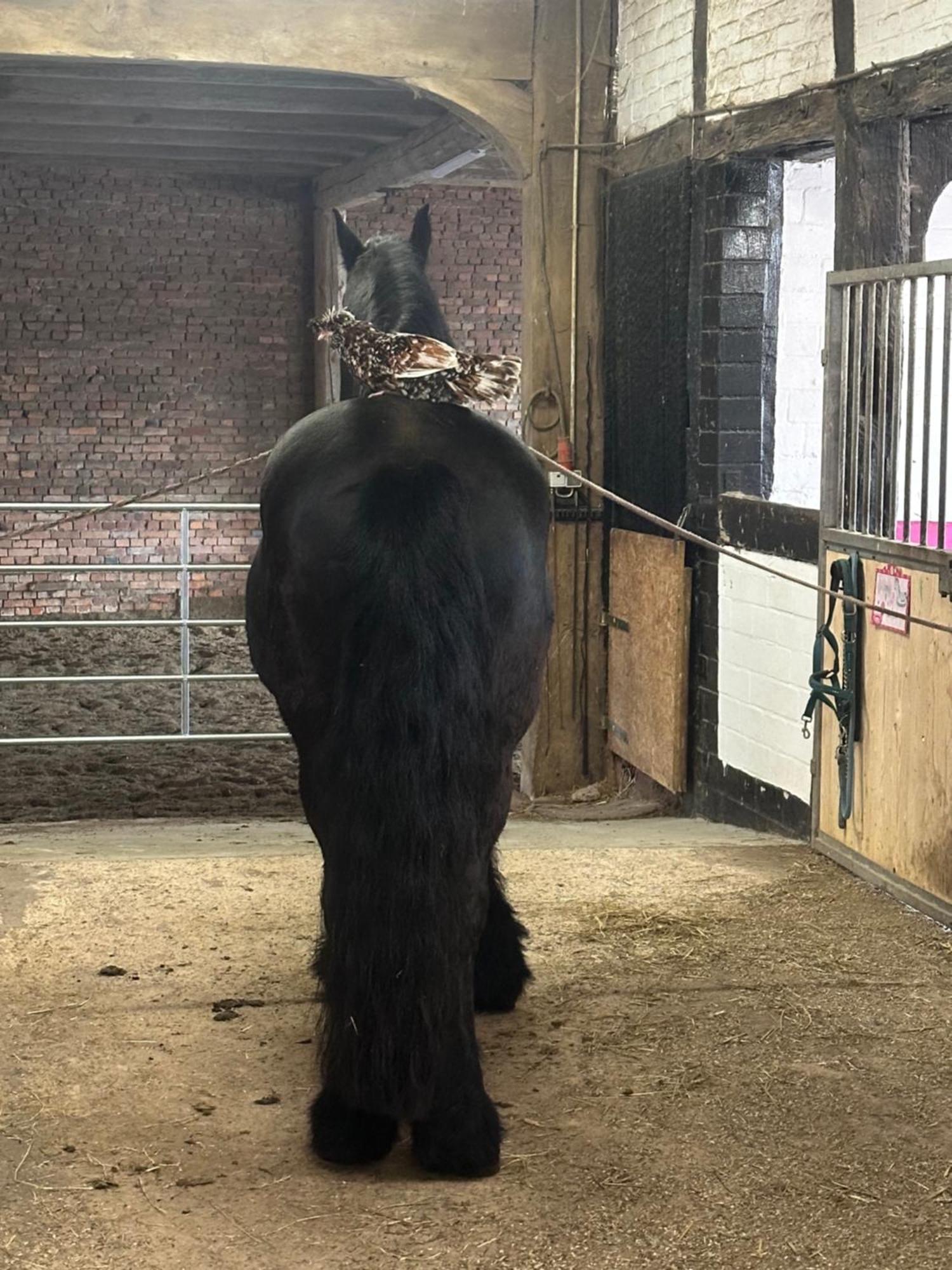 Fewo Im Reit- Und Ponyparadies Roos Halle  Zewnętrze zdjęcie