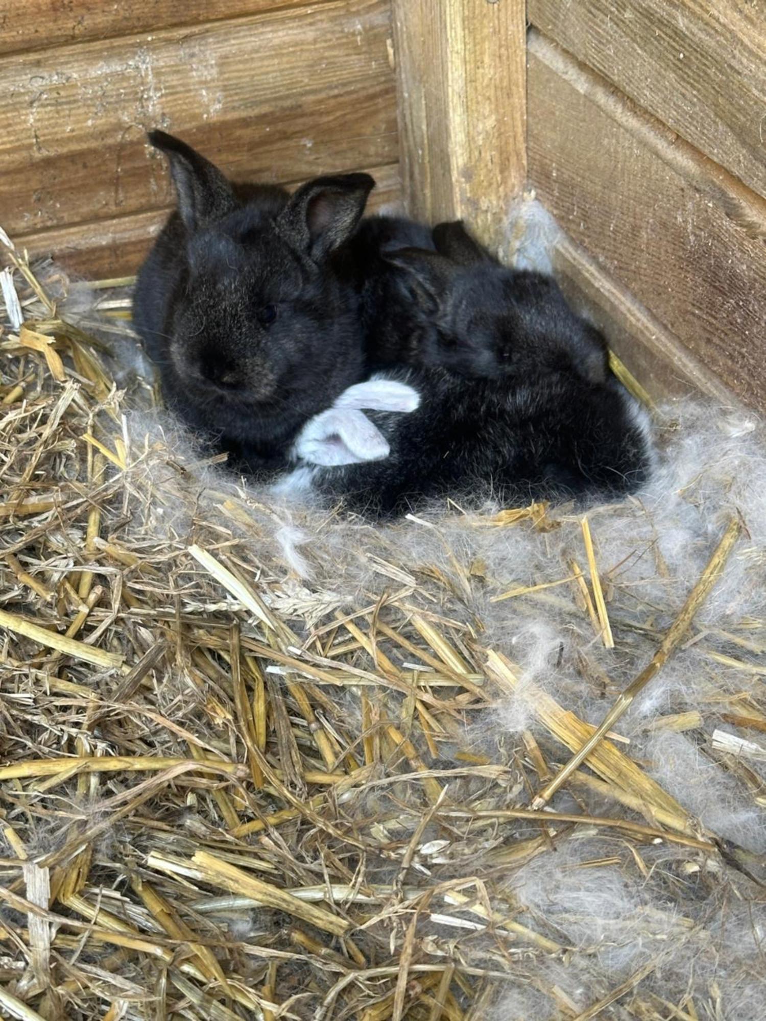 Fewo Im Reit- Und Ponyparadies Roos Halle  Zewnętrze zdjęcie
