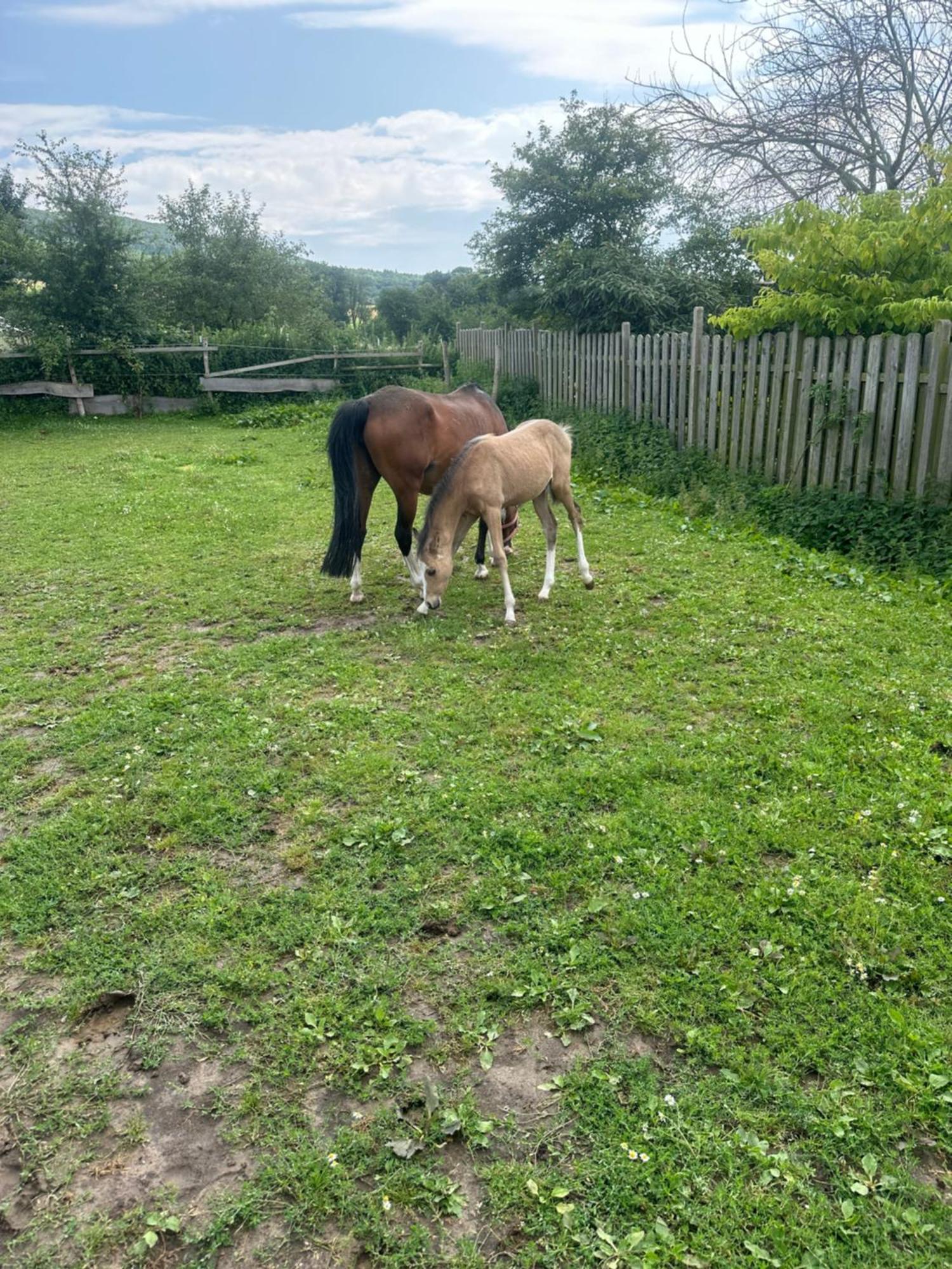 Fewo Im Reit- Und Ponyparadies Roos Halle  Zewnętrze zdjęcie